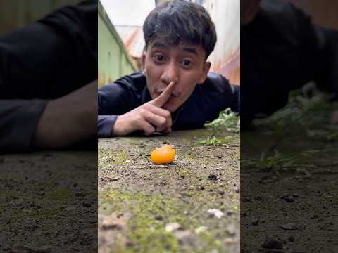 Simple test, I placed a fruit candy and the millipede started crawling toward it.#shorts#millipedes