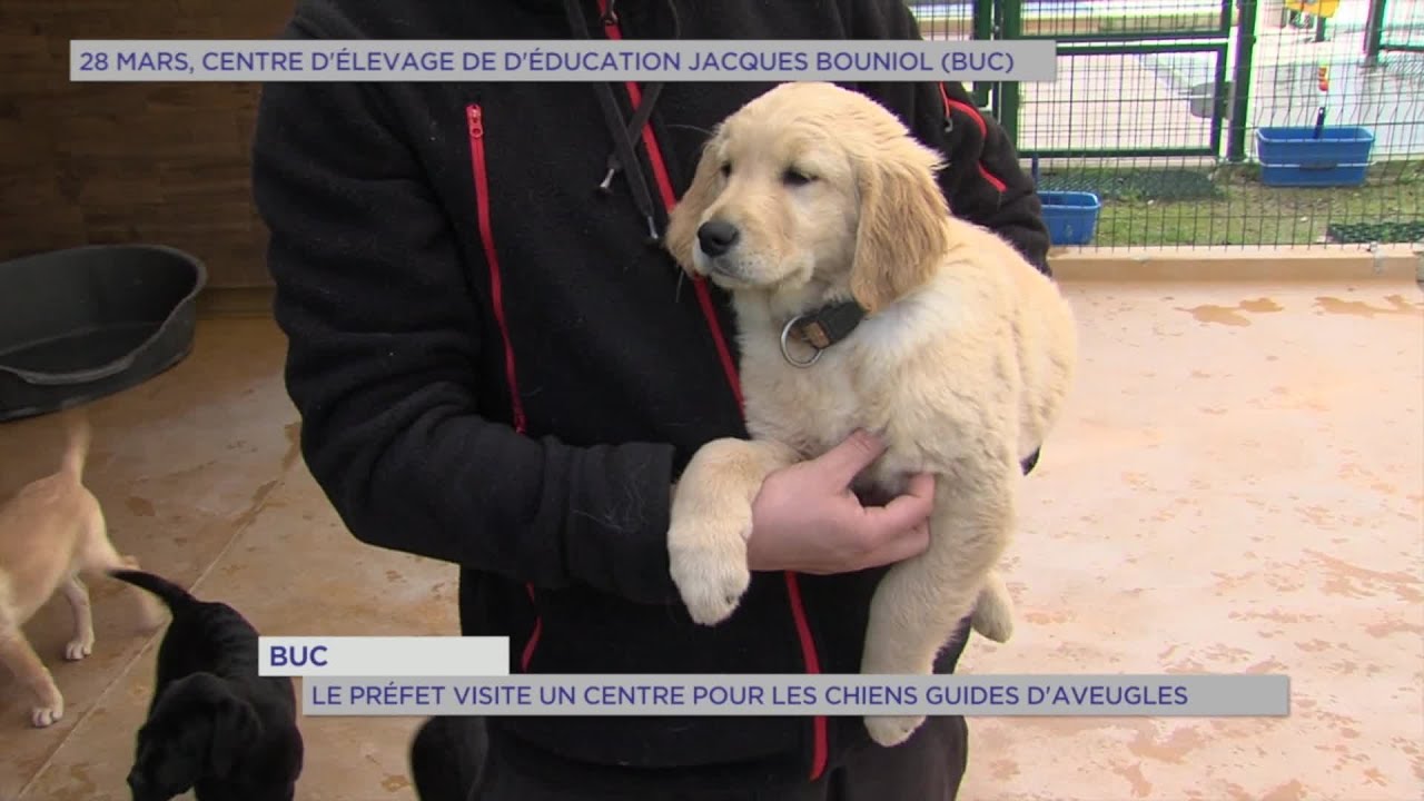 Yvelines | Buc : Le Préfet visite un centre pour les chiens guides d’aveugles