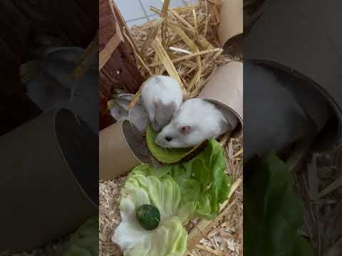 #hamster #cuteshorts #funnyshorts