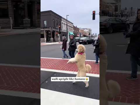 #funnydogs#cute#doglover#doglife#cure#dogshorts#pet#doglife#dogshorts#funnyanimals