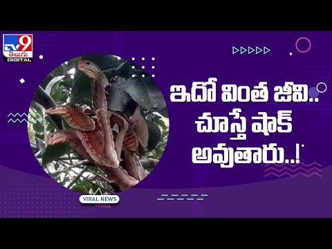 Three faced snake pictures go viral on social media, here is the fact Three faced snake pictures go viral on social media, here is the fact