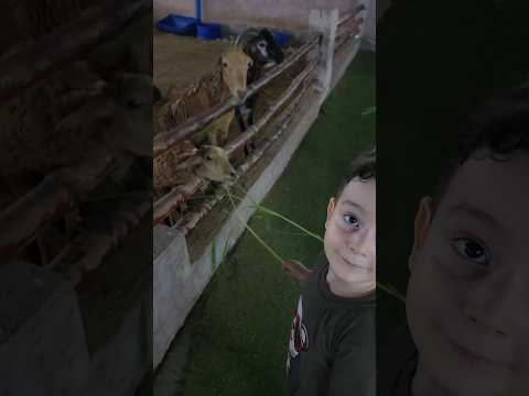 كريم يطعم 🐐 الماعز /@Kidskoki #حيوانات #كيدز #شفا #خلودة #سبايدرمان #العاب_اطفال #شرطة