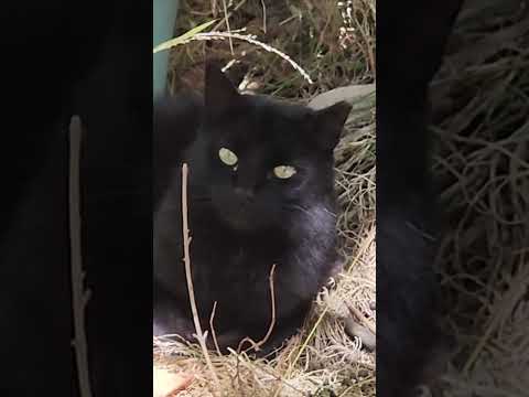 BLACK CAT