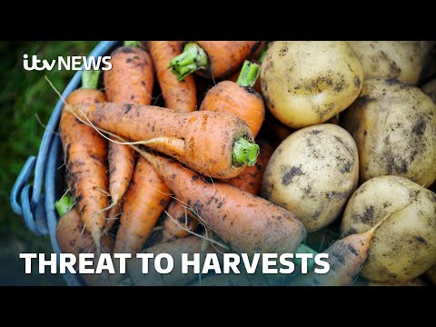 'Complete disaster': How high will price of vegetables go after hot, dry summer? | ITV News