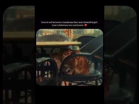 ,motivational quotes shorts#vidios#*,