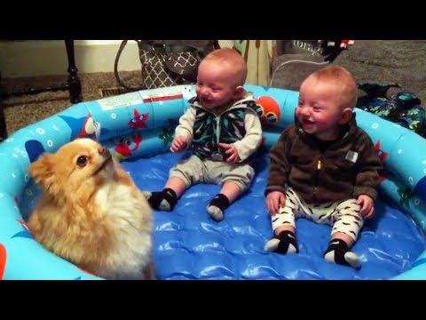 FUNNY TWIN BABIES Laughing Hysterically at Pomeranian Dog - CUTE BABIES and PUPPY