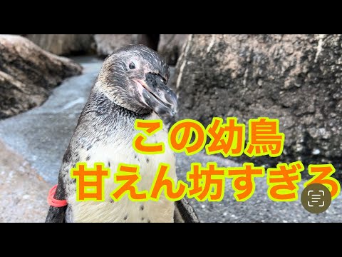 甘えん坊フンボルトペンギンの展示場デビュー！