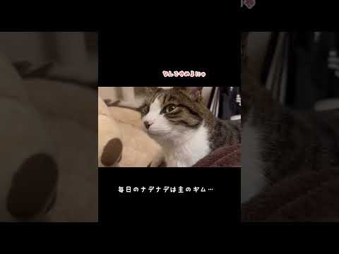 癒しのゴロゴロ…🍀#ねこ　#ねことの暮らし  #キジシロ