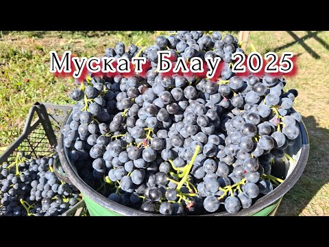🍀МУСКАТ БЛАУ-Ідеальний виноград для виготовлення ВИНА🍀