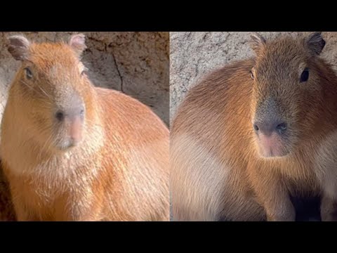 怖がりな子カピバラを見守りたい【Watching the growth of a timid little capybara】