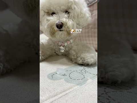 슨생님 궁금한게 있어요🙋‍♂️#강아지영상 #dogshorts #bichon #pets #배꼽 #귀여운강아지