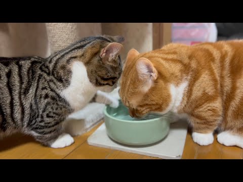 水を飲みたい父猫と息子猫の短足のまったりバトル まとめちゅーぶ