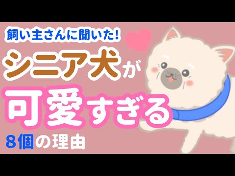 シニア犬が可愛すぎる！飼い主さんに聞いた老犬ならでは愛らしい所8選