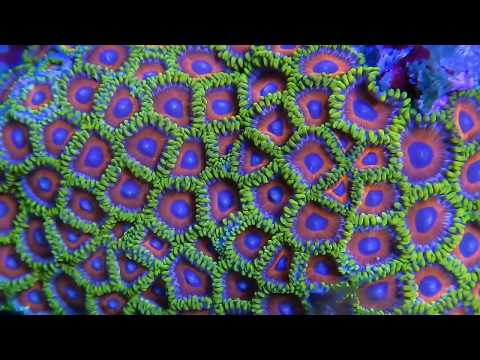 Coralscapes at Elite Reef | zoanthids, duncans, mi Fresh views into the flats at Denver, Colorado fish store, Elite Reef, including zoanthids, duncans,