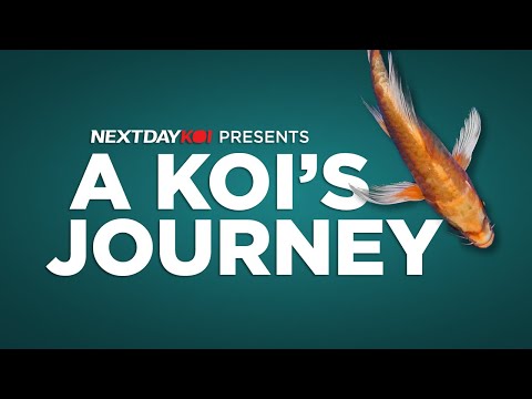 A Koi's Journey | Next Day Koi Have you ever wondered how the koi you order from us end up on your doorstep? From breeding to shipp