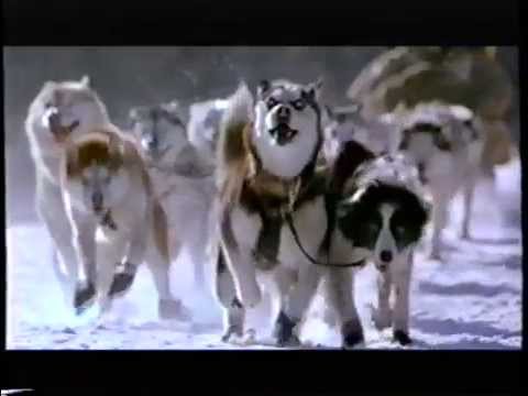Snow Dogs'