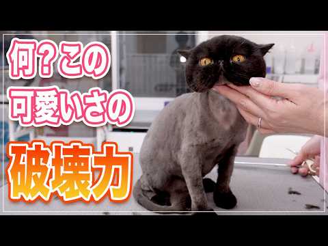 【どんぐりちゃん】黒猫のサマーカットが想像以上に破壊力高かった  | 全猫好きが癒されるサマーカットされる黒猫が可愛すぎた | おとなしすぎて逆に心配…シャンプーされる黒猫が天使すぎる【エキゾチック】