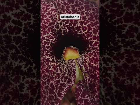 കണ്ടവരുണ്ടോ? #shortsfeed #shortvideo #shorts #ornamentalplants