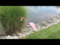 Pink Flamingo Lawn Ornament
