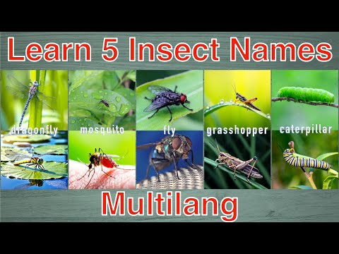 Learn 5 Insect Names: Dragonfly, Mosquito, Fly, Grasshopper, Caterpillar