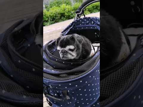 黒パグ小梅🐶自分でフタを閉める小梅☺️