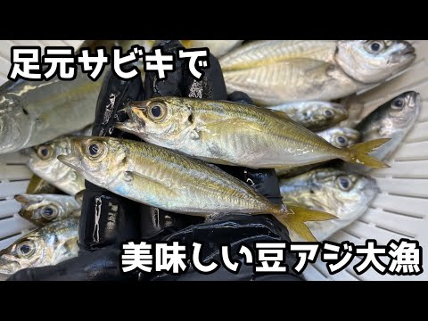 足元サビキで美味しい豆アジ大漁