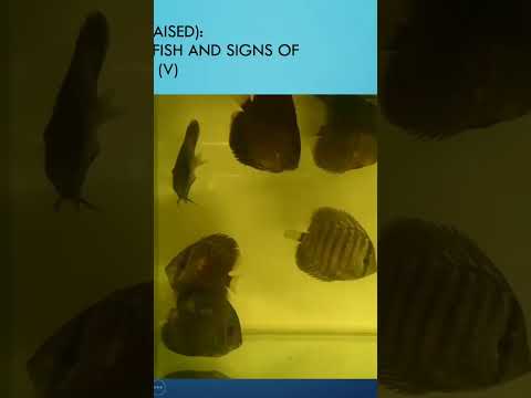 Sick Discus. See link complete video. #fishdisease 