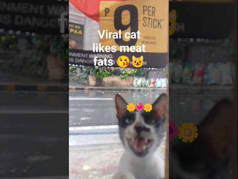 Viral cat like meat fats #shorts #cat #viral #viralvideo #shortsfeed #trending #youtubeshorts #yt