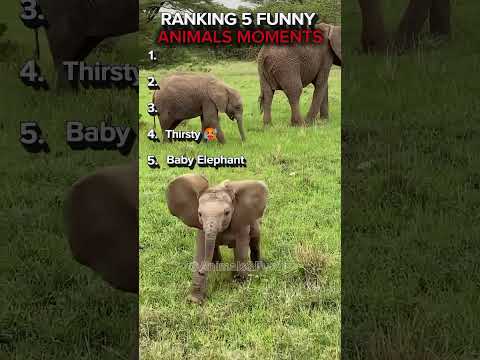 Funny Animals. 😂 #2