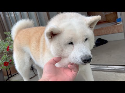 ポーカーフェイスなのに尻尾ブンブンで感情モロバレしちゃう柴犬１６歳