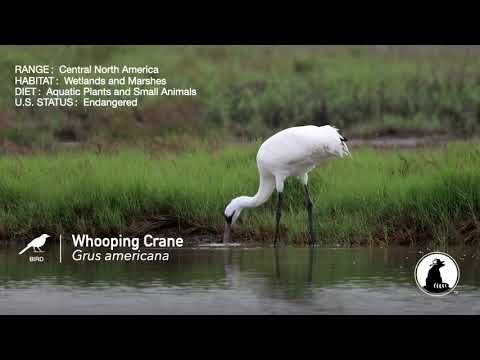 Is This a Heron, Egret or Crane? - The National Wildlife Federation Blog