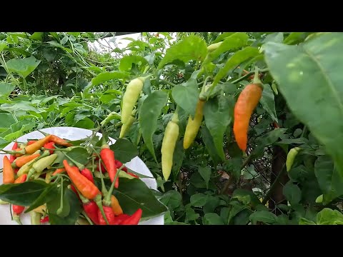 Loại ớt mà nhà nào cũng nên trồng, trồng một lần ăn cả mấy năm.