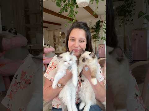 My keeper babies! #ragdollcat #kitten #sacramento