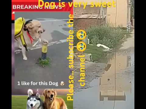 please support the dog || #dogshorts || #motivation || #dogshorts || #dogtraining #moralstories #dog