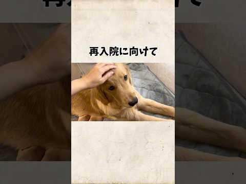 お友達再入院#goldenretriever #ゴールデンレトリバー サムネイル