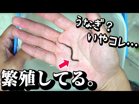 爪楊枝サイズのウナギ飼育?!これ繁殖してます。