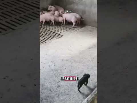 #humor #mexico #usashorts