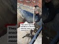 Nurse gives lifesaving CPR to drunk raccoon  - 00:51 min - News - Video