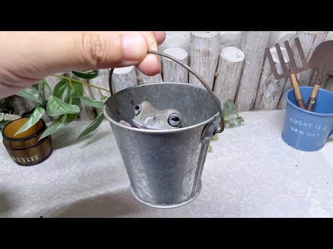 お気に入りのバケツから絶対に出てこないカエルに困ってしまいました       Frogs that won't come out of their favorite bucket.
