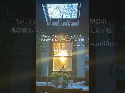 【癒し🌿森の暮らし】#shorts #犬 #森の暮らし #60代 #vlog ‐wanlife- 💖😊🐶🐶🐶🏡🌿