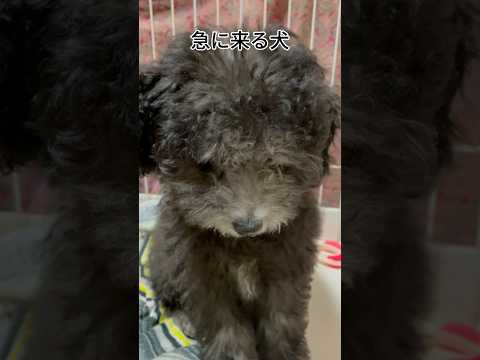 【犬あるある】急に来る犬 #トイプードル #犬 #かわいい #癒し #見て #犬のいる生活 #多頭飼育