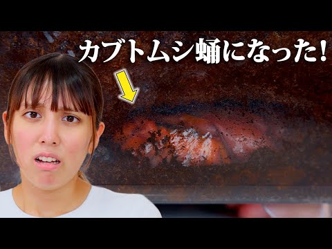 カブトムシがついに、、。蛹に進化！【カブトムシ】