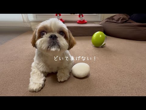 【シーズー】可愛いデモ隊に通せんぼされましたw w w【犬Vlog】
