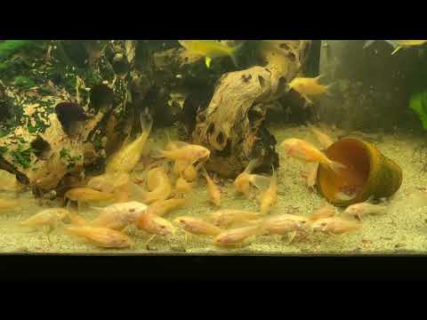 Bloodworm feeding time 