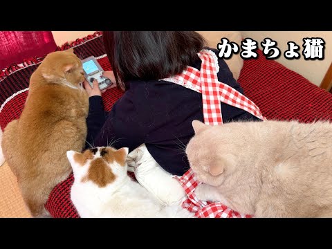 かまってモードの猫を無視してゲームをし続けた結果…