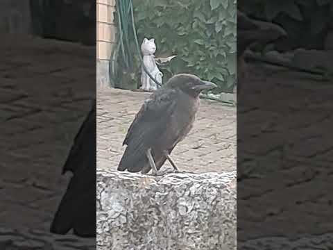 Auf dem Nachhauseweg habe ich einen neuen Freund gefunden. Er heisst little crow. 🐦‍⬛