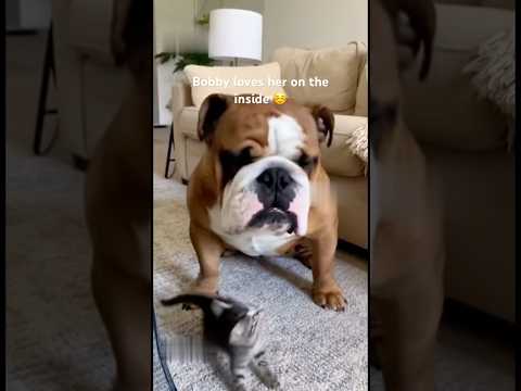 KITTY Annoys BULLDOG And Pulls A “SHOCKING” Move