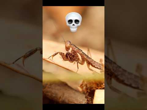 한국에서 가장 작은 사마귀 클라스?! 좁쌀사마귀! #좁쌀사마귀 #사마귀 #왕사마귀 #외국사마귀 #곤충 #풀벌레 #체어맨티스 #insects #mantis #prayingmantis