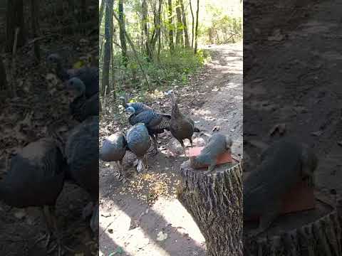 Flock of Wild Turkeys Eat Corn Next to Curious Squirrel | Wildlife Trail Cam Footage #shorts
