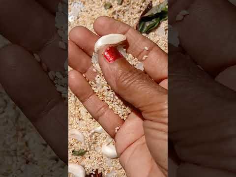 NUVVULU PODI # shorts @nirmal videos